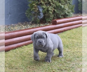Cane Corso Puppy for sale in RIVERSIDE, CA, USA