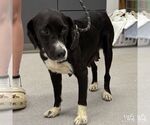 Small Labrador Retriever