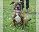 Small #2 Boxer