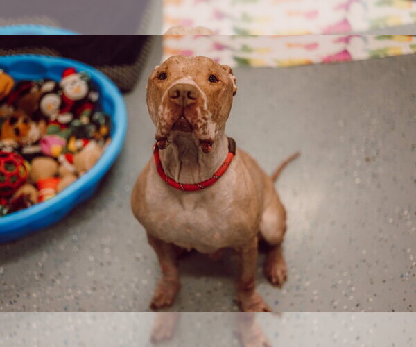 Medium Photo #6 American Staffordshire Terrier Puppy For Sale in Pierceton , IN, USA