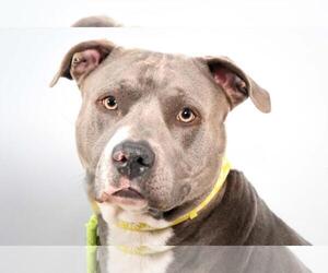 Mutt Dogs for adoption in Fort Collins, CO, USA