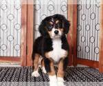 Small Photo #4 Bernedoodle (Miniature) Puppy For Sale in NAPLES, FL, USA