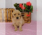 Small #2 Golden Irish