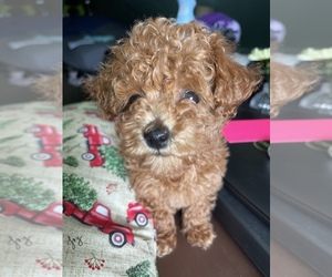 Poodle (Toy) Puppy for sale in MATAMORAS, PA, USA