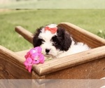 Small #3 Cavapoo