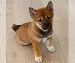 Puppy Spruce Shiba Inu