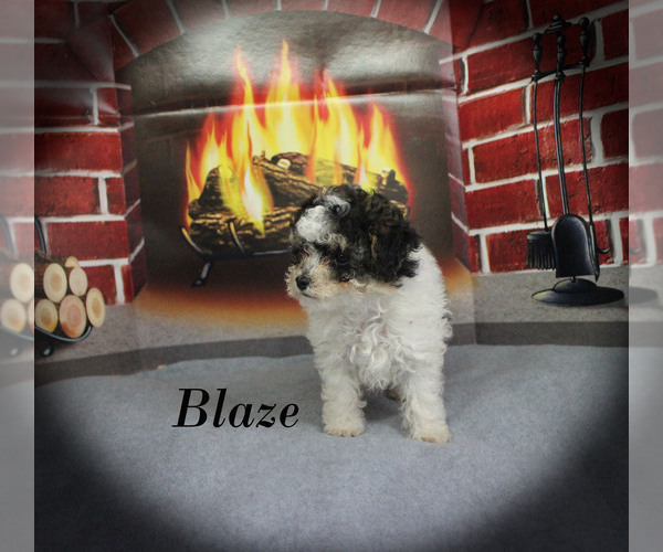 Medium Photo #13 Poodle (Toy) Puppy For Sale in CHANUTE, KS, USA