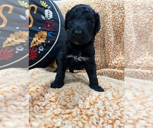 Goldendoodle-Poodle (Standard) Mix Puppy for sale in PIEDMONT, SC, USA