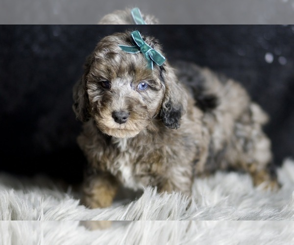 Medium Photo #60 Poodle (Toy) Puppy For Sale in WARSAW, IN, USA