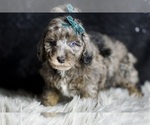 Small Photo #60 Poodle (Toy) Puppy For Sale in WARSAW, IN, USA