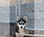 Small #13 Siberian Husky