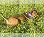 Small #3 Labrador Retriever Mix