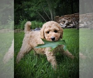 Poodle (Standard) Puppy for Sale in WILSON, Connecticut USA