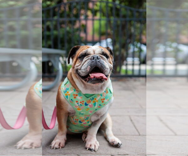Medium Photo #2 Bulldog Puppy For Sale in St. Louis Park, MN, USA