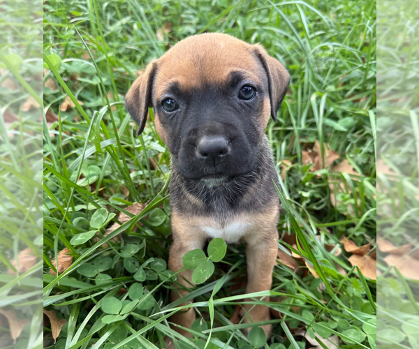 Medium Photo #1 Mutt Puppy For Sale in OKLAHOMA CITY, OK, USA