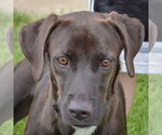 Small Pointer Mix