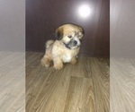 Small #1 Shih Tzu