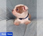 Small Photo #16 Boston Terrier Puppy For Sale in POMEROY, OH, USA