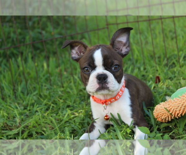 Medium Photo #2 Boston Terrier Puppy For Sale in BROOKSVILLE, FL, USA