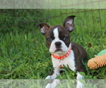 Small #1 Boston Terrier