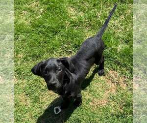 Mutt Dogs for adoption in Sheboygan, WI, USA