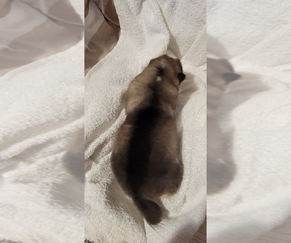 Medium Photo #2 Alaskan Malamute Puppy For Sale in BROOTEN, MN, USA