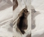 Small #1 Alaskan Malamute