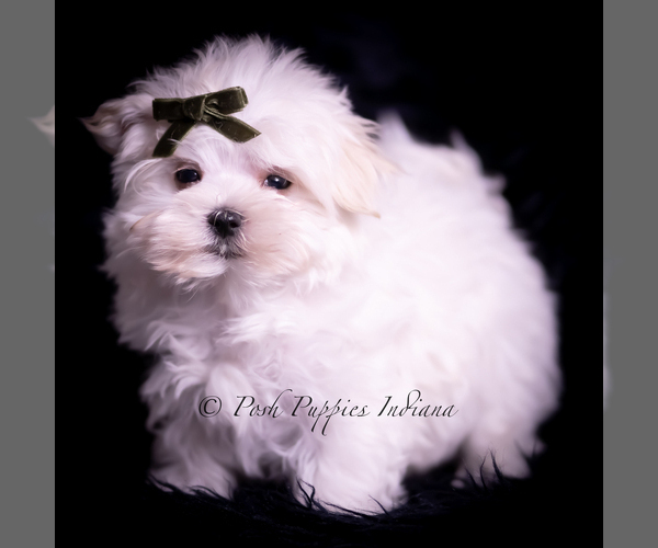 Medium Photo #5 Maltese Puppy For Sale in WARSAW, IN, USA