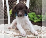 Small Photo #1 German Shorthaired Pointer Puppy For Sale in NARVON, PA, USA