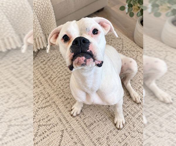 Medium Photo #2 Boxer Puppy For Sale in Austin, TX, USA