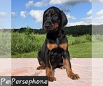 Small Photo #2 Doberman Pinscher Puppy For Sale in POMEROY, OH, USA