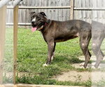 Small #1 Mutt
