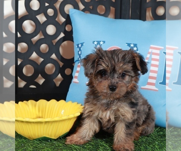 Medium Photo #4 Yorkipoo Puppy For Sale in MOUNT VERNON, OH, USA