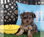Small #3 Yorkipoo