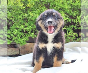Australian Mountain Dog Puppy for sale in BLAIN, PA, USA