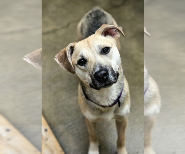 Medium Photo #1 Mutt Puppy For Sale in Chicago, IL, USA