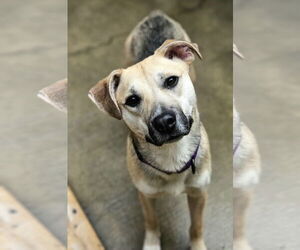 Mutt Dogs for adoption in Chicago, IL, USA