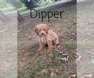 Cavapoo Puppy for Sale in CLARKRANGE, Tennessee USA