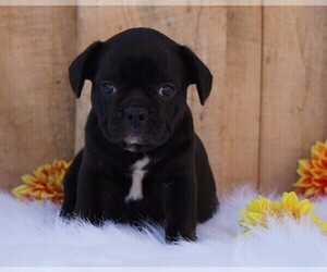 Beabull Puppy for sale in FREDERICKSBG, OH, USA