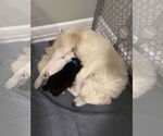 Small #16 Great Pyrenees