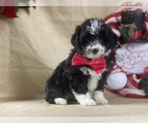 Poocan Puppy for sale in LANCASTER, PA, USA