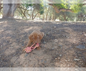 Vizsla Puppy for sale in PLYMOUTH, CA, USA