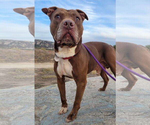 Medium Photo #1 American Pit Bull Terrier Puppy For Sale in  Ramona, CA, USA