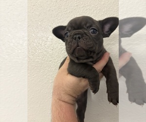 French Bulldog Puppy for Sale in BROOKER, Florida USA