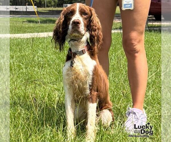 Medium Photo #2 English Springer Spaniel-Unknown Mix Puppy For Sale in Washington, DC, USA