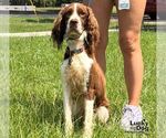 Small #1 English Springer Spaniel Mix