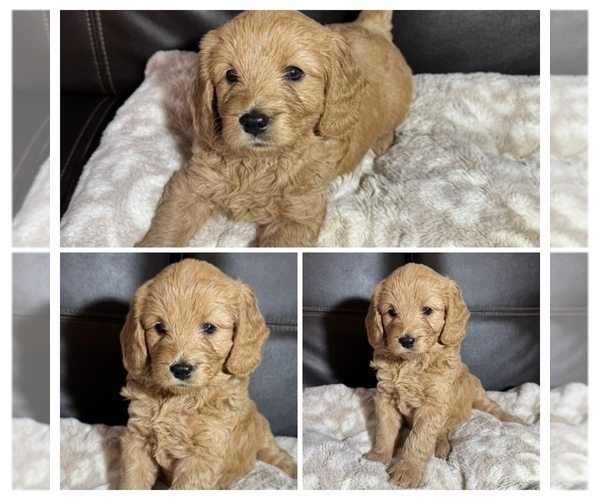 Medium Photo #1 Goldendoodle mix (+ Poodle Miniature) Puppy For Sale in SPARTANBURG, SC, USA