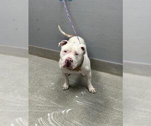Mutt Dogs for adoption in Las Vegas, NV, USA