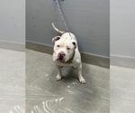 Small Mutt