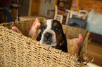 Small Photo #2 Basset Hound Puppy For Sale in ALFORD, IN, USA